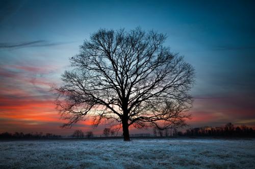 morning tree